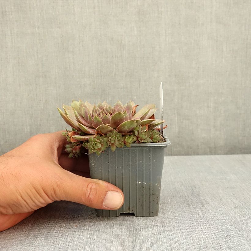 Amostra de Sempervivum Coconut Crystal Vaso de 8/9 cm tal como entregue no verão