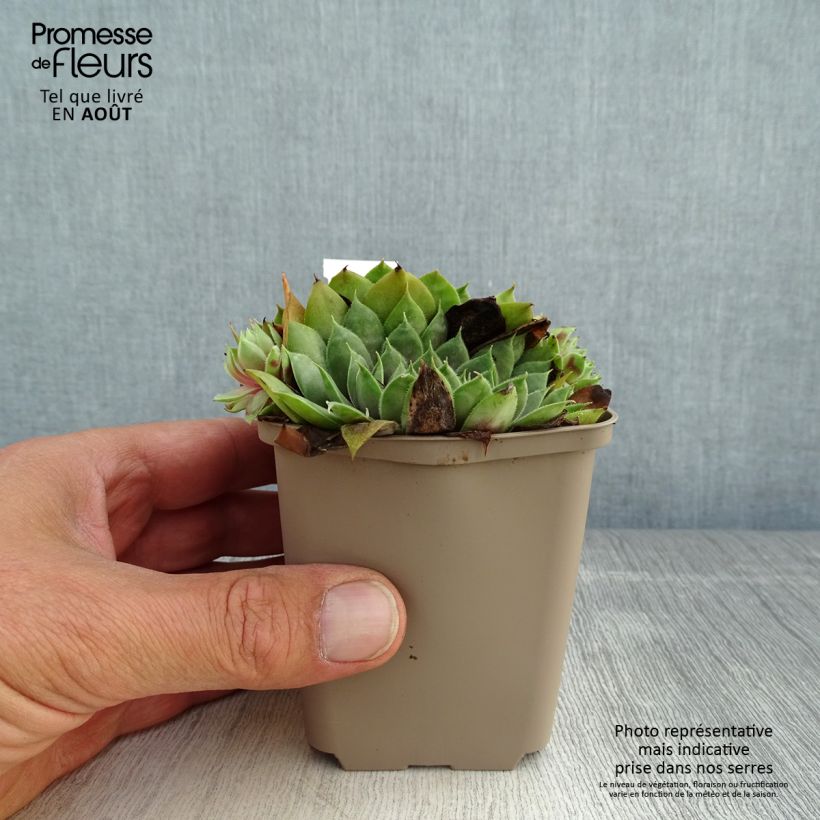 Amostra de Sempervivum Commander Hay Vaso de 8/9 cm tal como entregue no verão