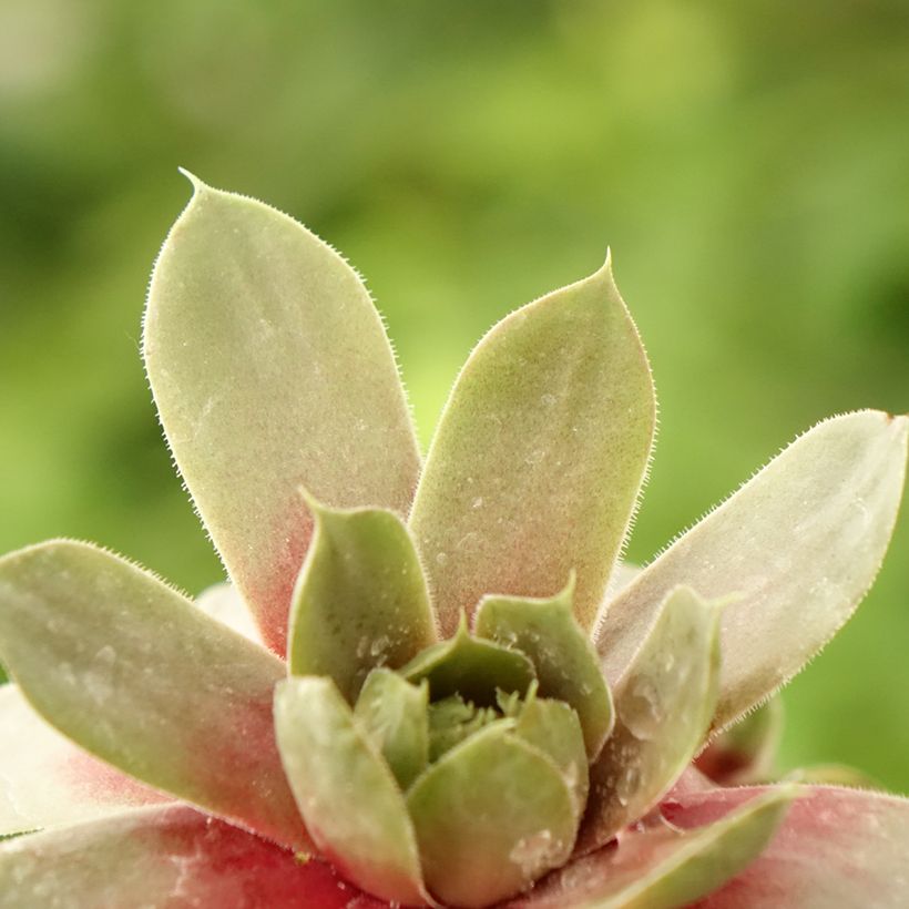 Sempervivum Commander Hay (Folhagem)