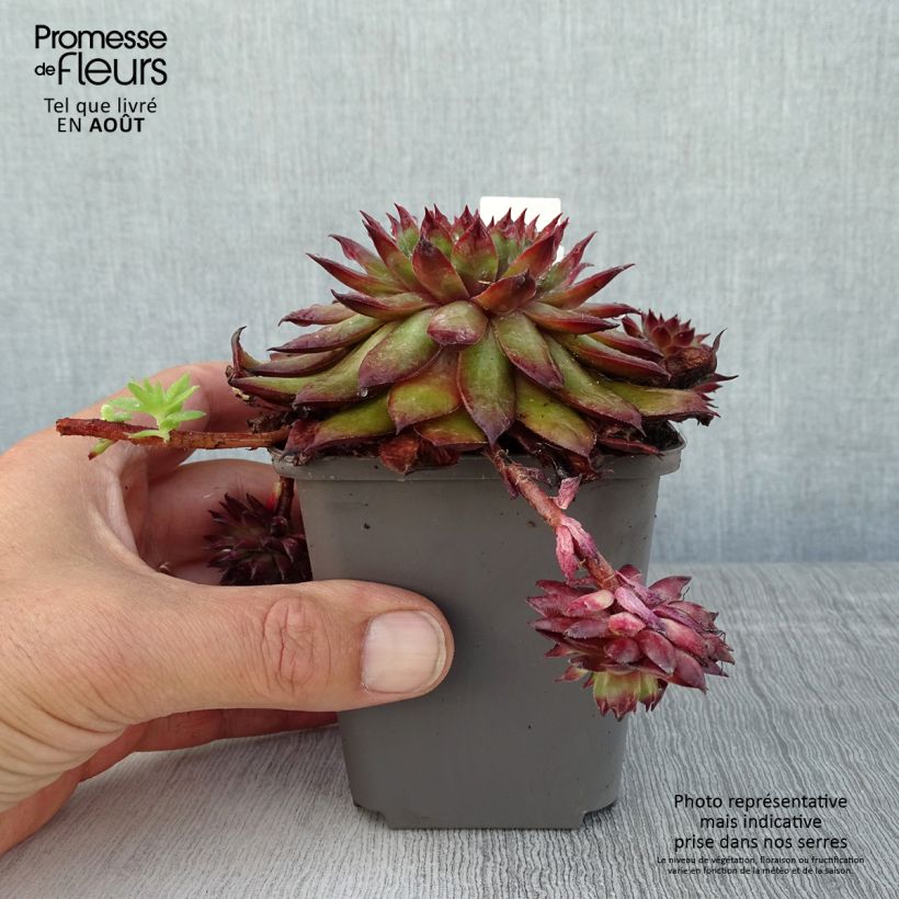 Amostra de Sempervivum Dark Beauty Vaso de 8/9 cm tal como entregue no verão