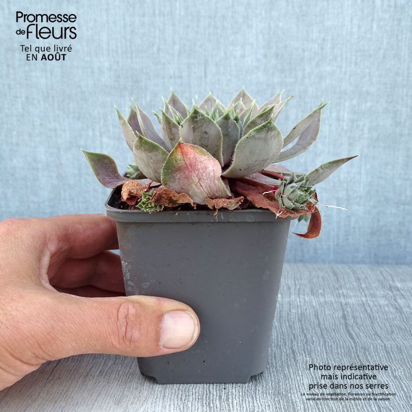 Amostra de Sempervivum Feldmaier Vaso de 8/9 cm tal como entregue no verão