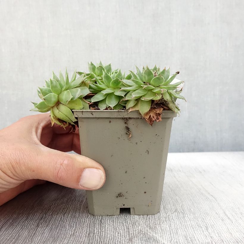 Amostra de Sempervivum Gay Jester Vaso de 8/9 cm tal como entregue no outono