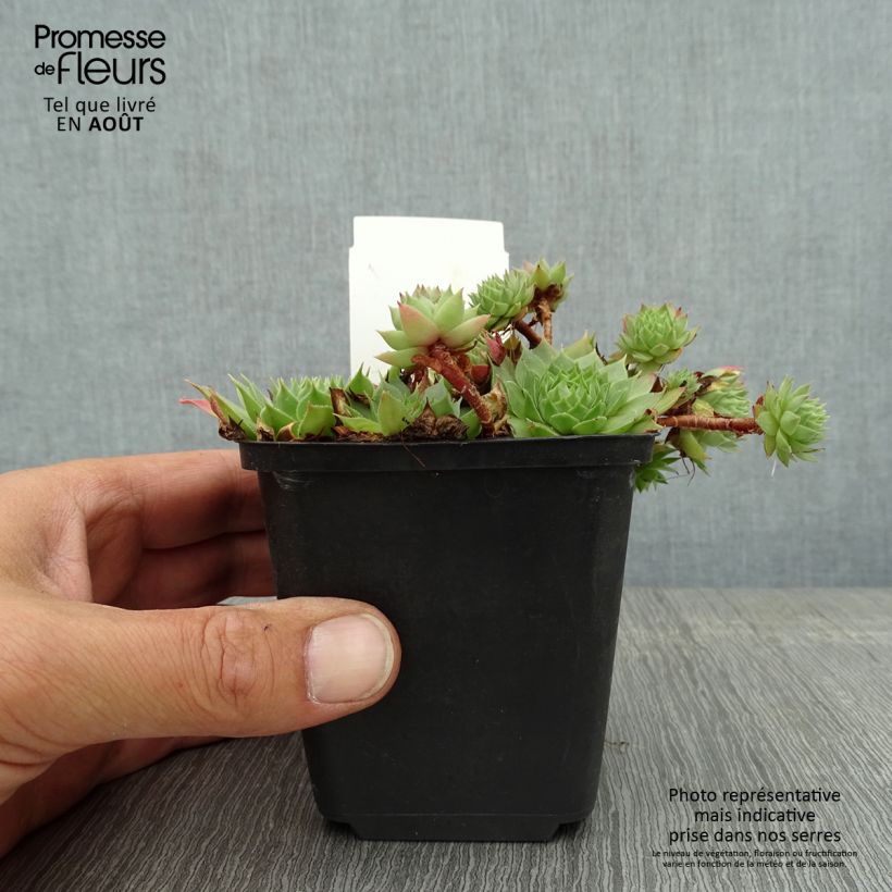 Amostra de Sempervivum Gay Jester Vaso de 8/9 cm tal como entregue no verão