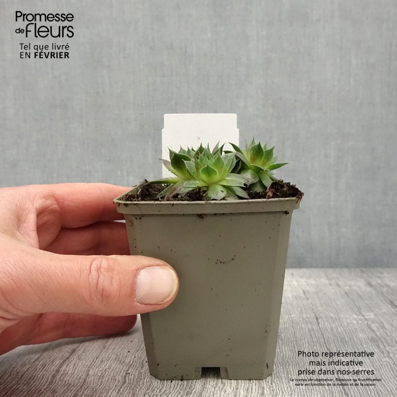 Amostra de Sempervivum Gay Jester - Joubarbe hybride Godet de 8/9 cm tal como entregue no inverno