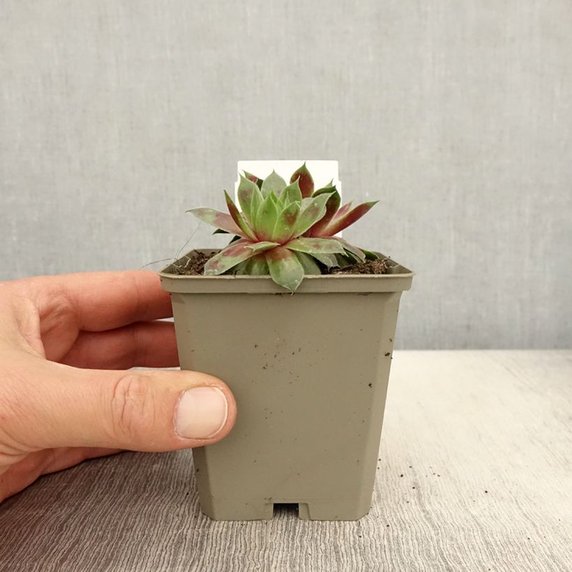 Amostra de Sempervivum Gay Jester Vaso de 8/9 cm tal como entregue na primavera
