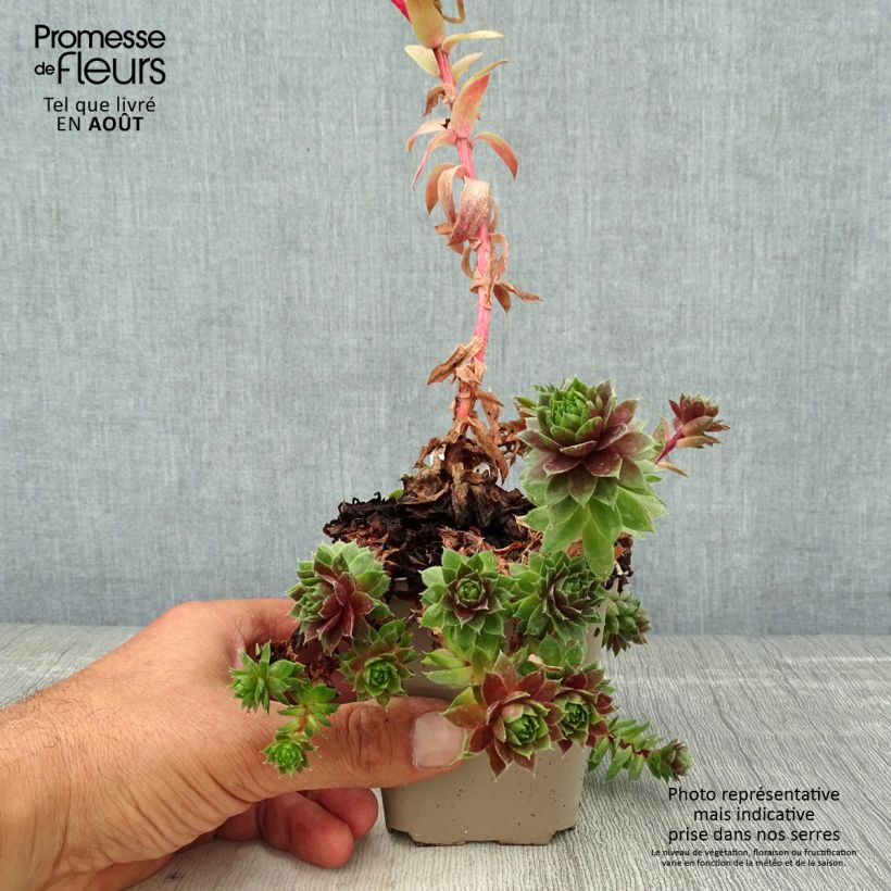 Amostra de Sempervivum Granat Vaso de 8/9 cm tal como entregue no verão