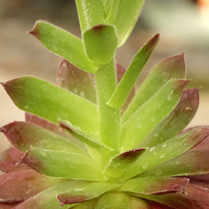 Sempervivum Granat (Folhagem)