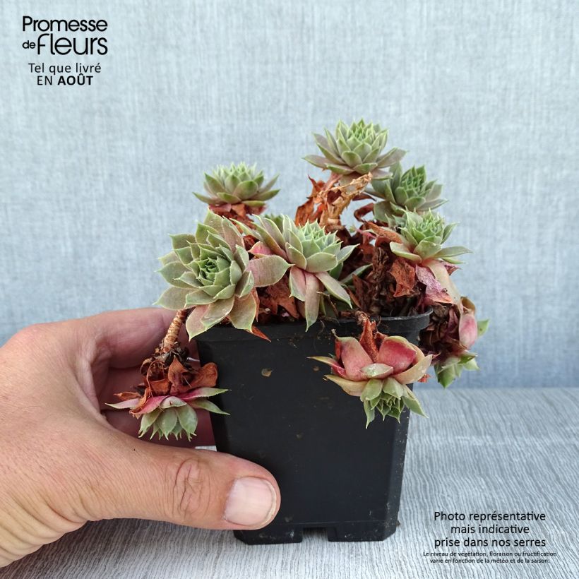 Amostra de Sempervivum Othello Vaso de 8/9 cm tal como entregue no verão