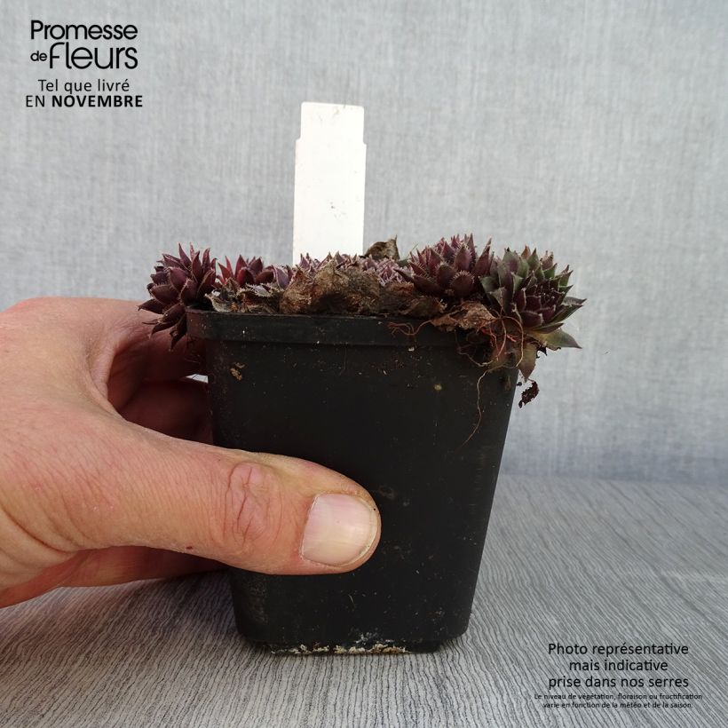 Amostra de Sempervivum Pilatus Vaso de 8/9 cm tal como entregue no outono