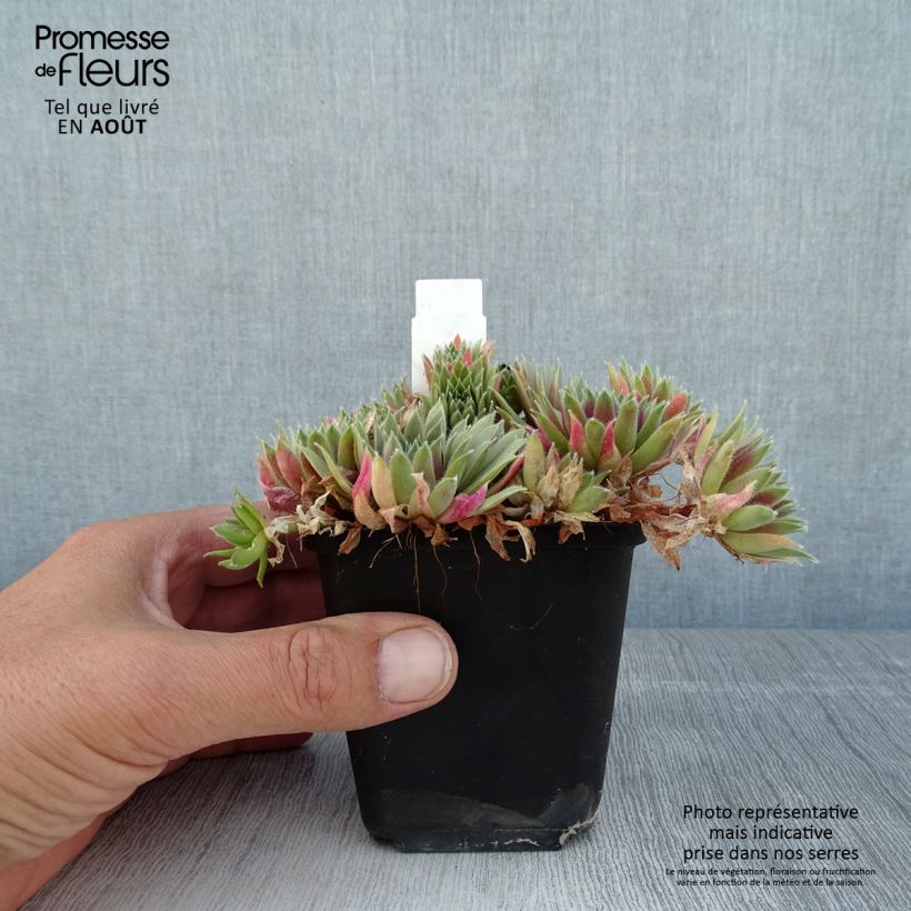 Amostra de Sempervivum Pilatus Vaso de 8/9 cm tal como entregue no verão