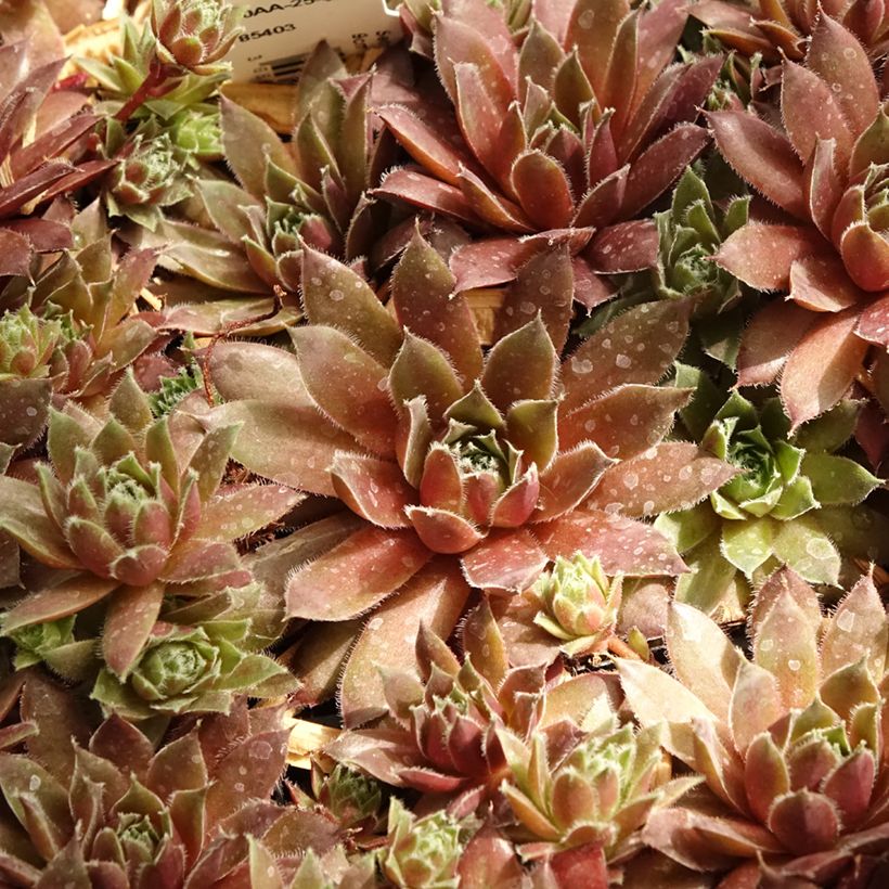 Sempervivum Pilatus (Folhagem)