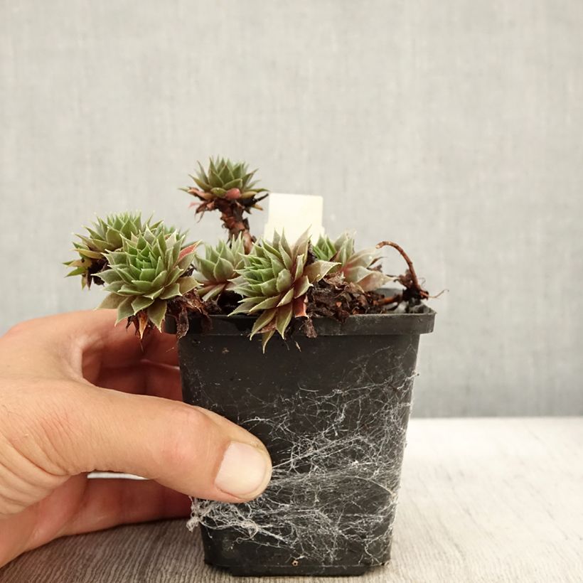 Amostra de Sempervivum Purple Beauty Vaso de 8/9 cm tal como entregue no outono