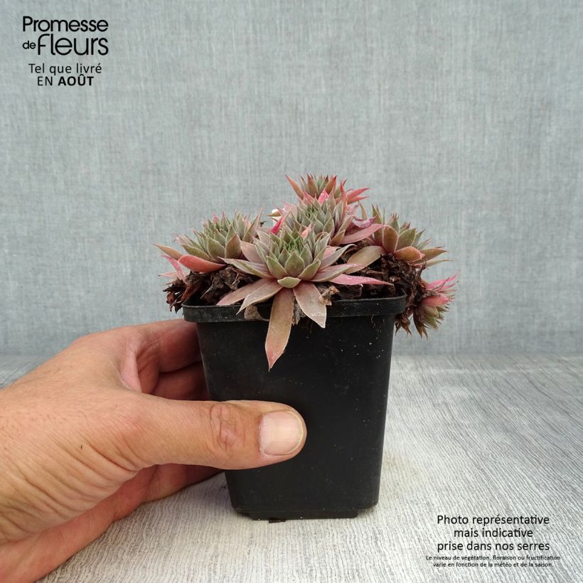 Amostra de Sempervivum Purple Beauty Vaso de 8/9 cm tal como entregue no verão