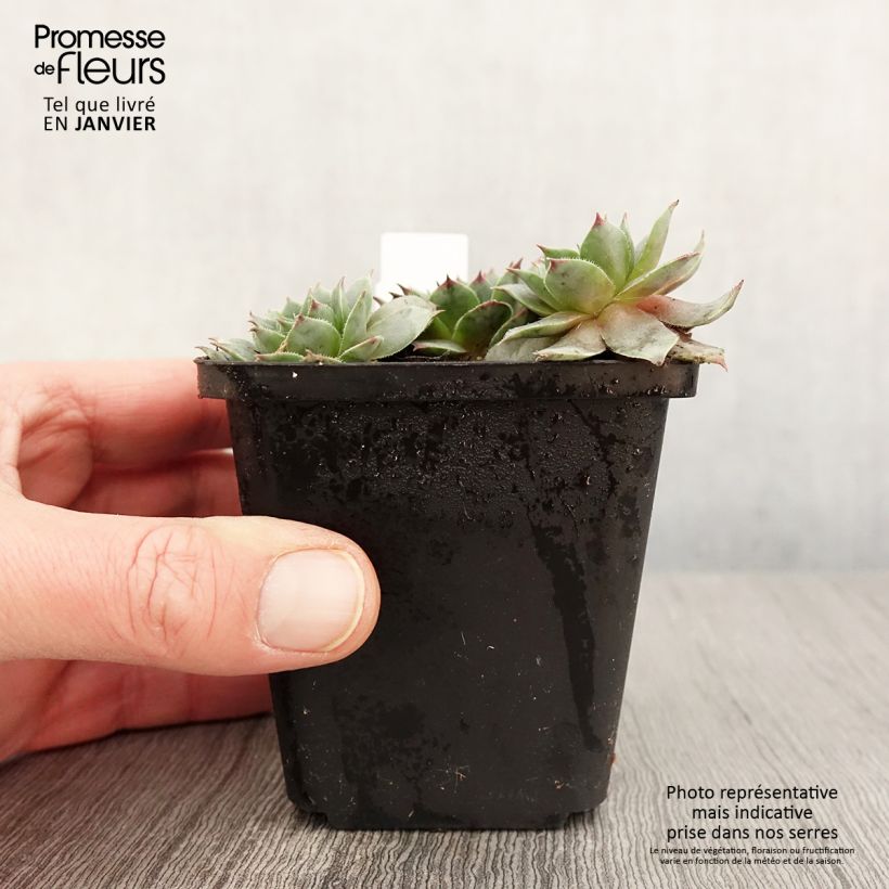 Amostra de Sempervivum Purple Beauty Vaso de 8/9 cm tal como entregue no inverno
