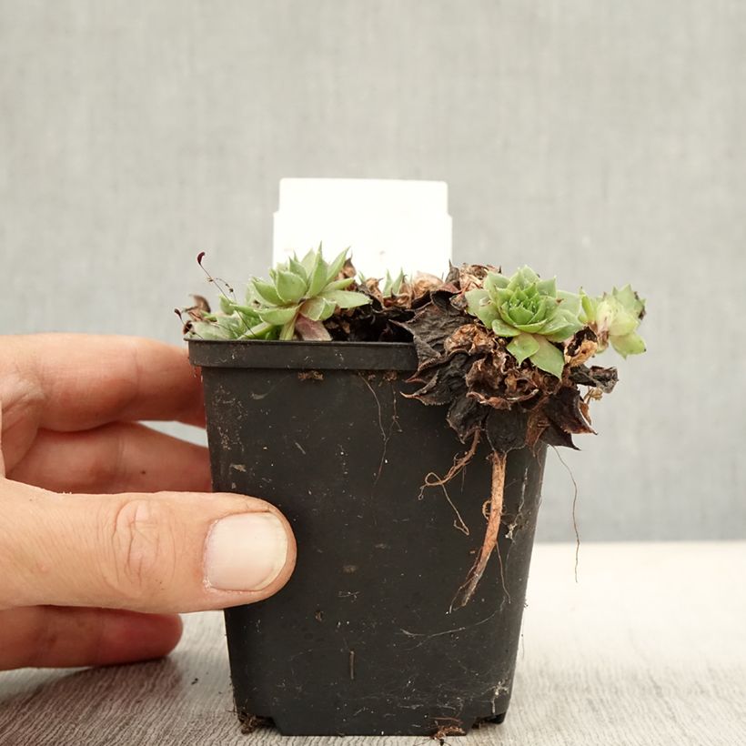 Amostra de Sempervivum Rauher Kulm Vaso de 8/9 cm tal como entregue no outono