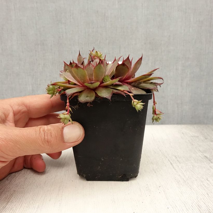 Amostra de Sempervivum Rauher Kulm Vaso de 8/9 cm tal como entregue no verão