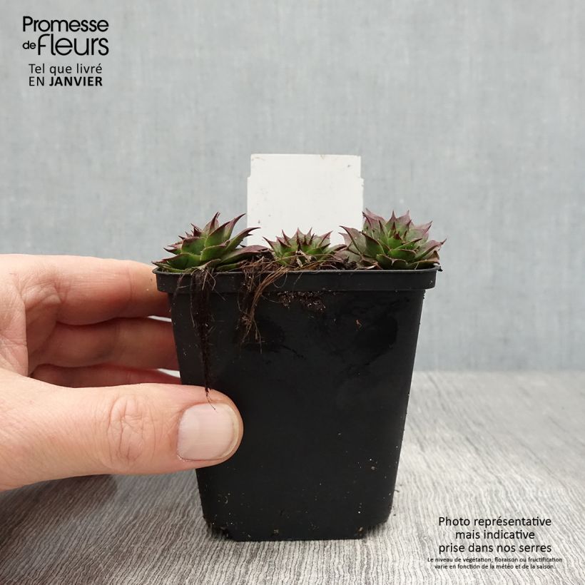 Amostra de Sempervivum Rauher Kulm - Joubarbe hybride Vaso de 8/9 cm tal como entregue no inverno