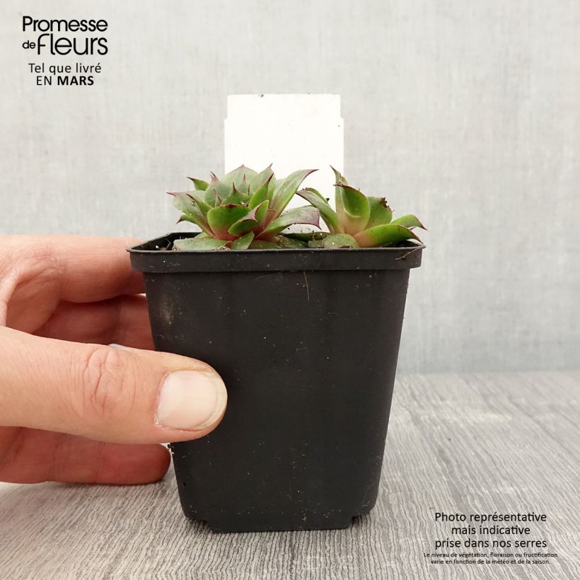 Amostra de Sempervivum Rauher Kulm Vaso de 8/9 cm tal como entregue na primavera