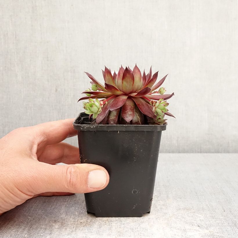 Amostra de Sempervivum Rubin Vaso de 8/9 cm tal como entregue na primavera