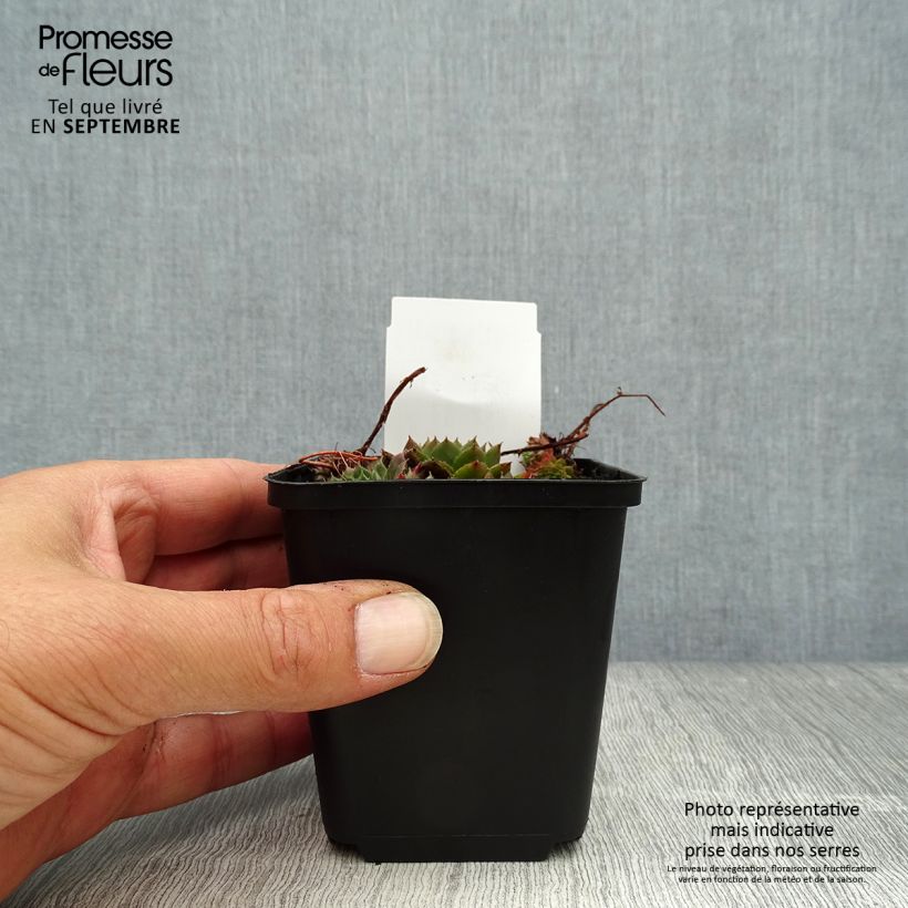 Amostra de Sempervivum Santis Vaso de 8/9 cm tal como entregue no outono