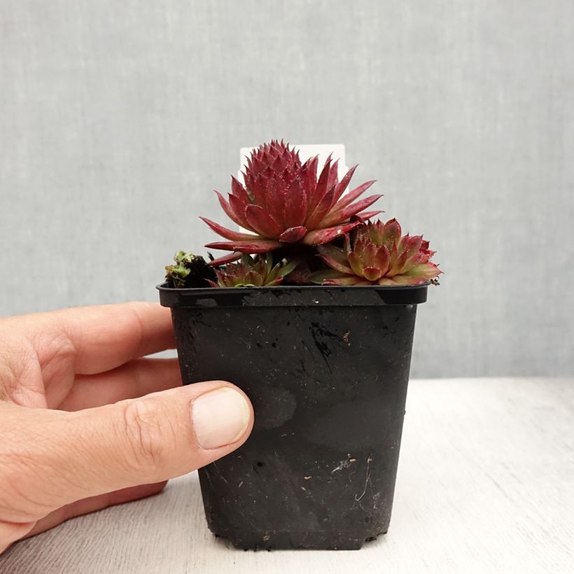 Amostra de Sempervivum Santis Vaso de 8/9 cm tal como entregue no verão