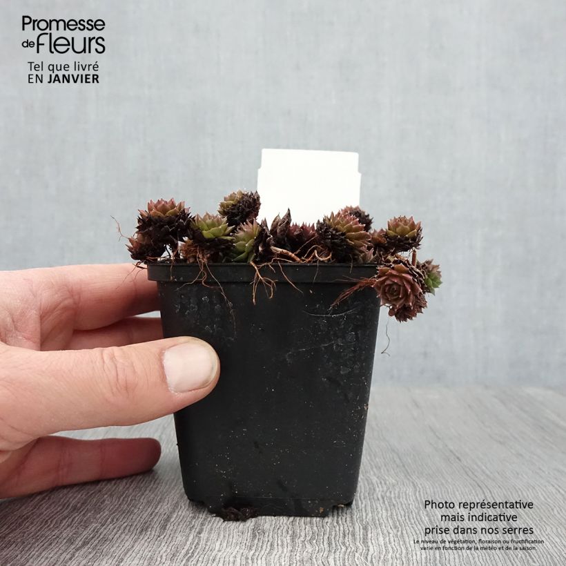 Amostra de Sempervivum Santis - Joubarbe hybride Vaso de 8/9 cm tal como entregue no inverno