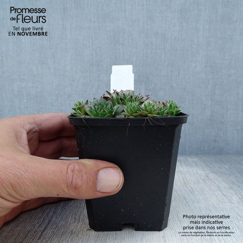 Amostra de Sempervivum tectorum - Saião curto Vaso de 8/9 cm tal como entregue no outono