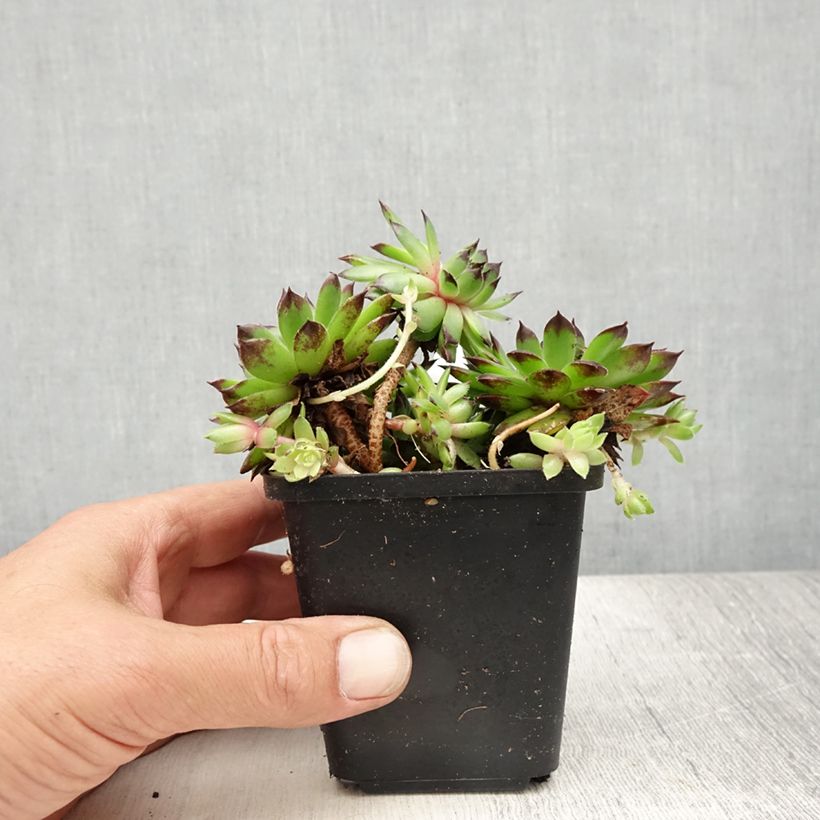 Amostra de Sempervivum tectorum - Saião curto Vaso de 8/9 cm tal como entregue no verão