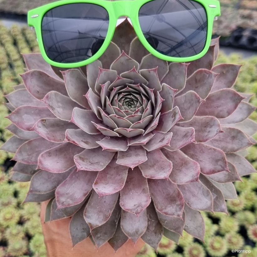 Sempervivum Steel Appeal - Sempre-viva-dos-telhados (Hábito)