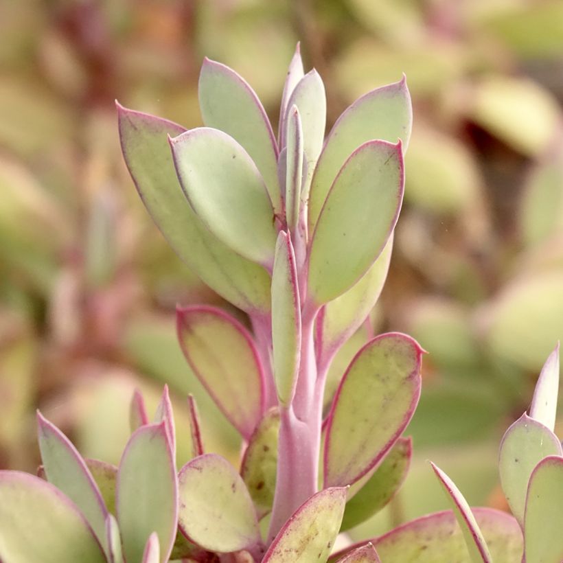 Senecio crassissimus (Folhagem)