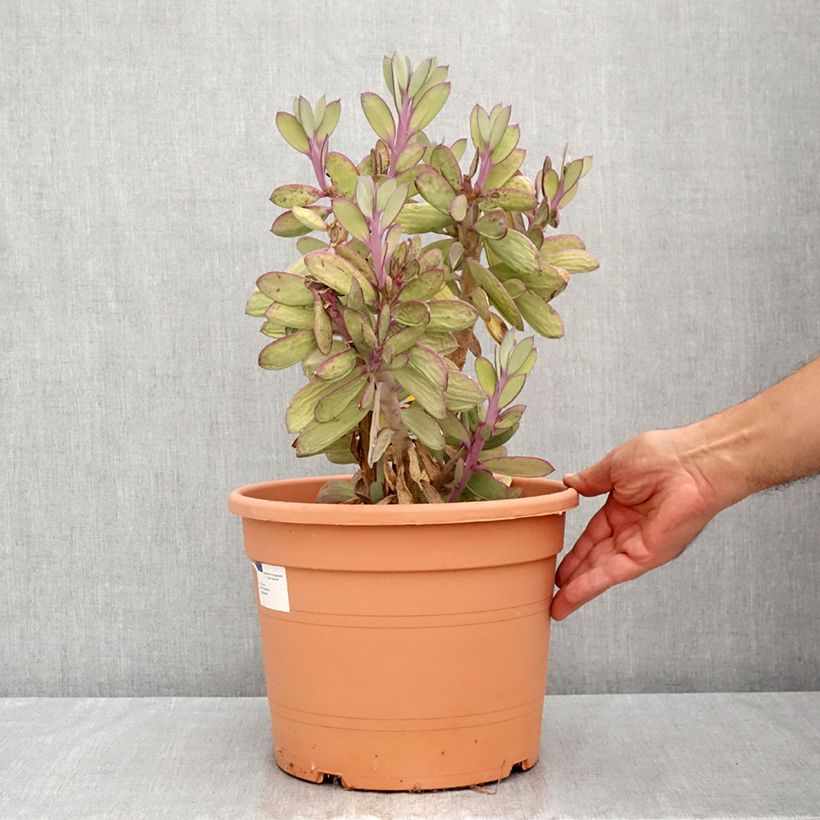 Amostra de Senecio crassissimus Vaso de 7,5 L/10 L tal como entregue no verão