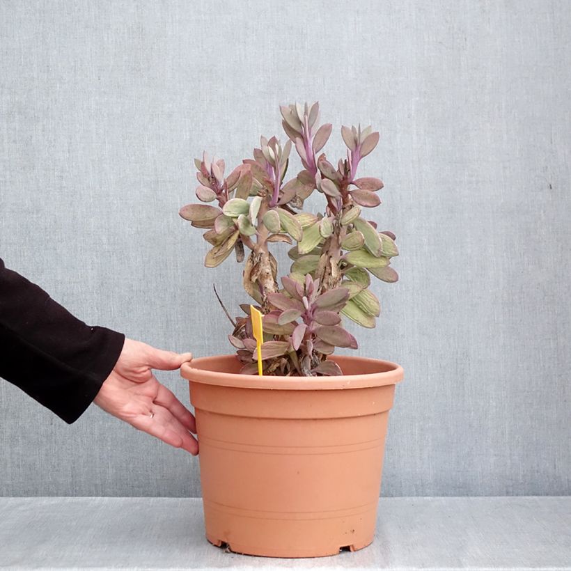 Amostra de Senecio crassissimus Vaso de 7,5 L/10 L tal como entregue no outono