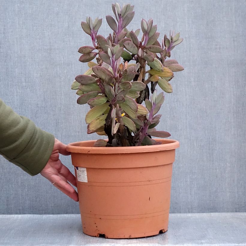 Amostra de Senecio crassissimus Pot de 7,5L/10L tal como entregue no inverno