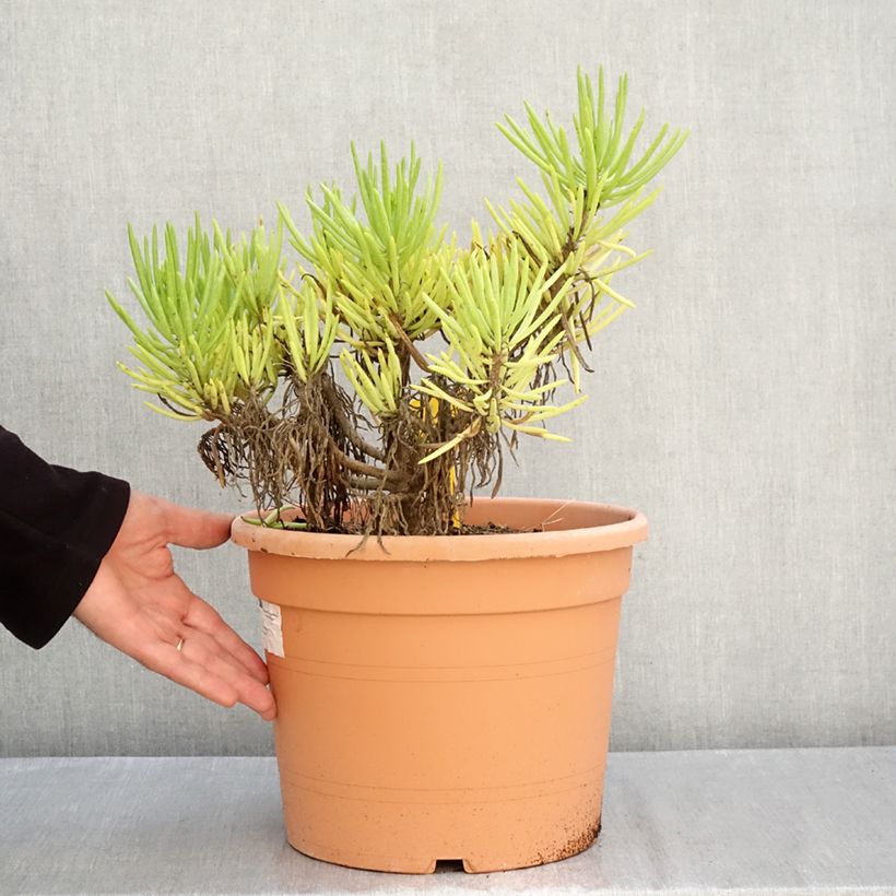 Amostra de Senecio cylindricus - Giz-azul Vaso de 7,5 L/10 L tal como entregue no outono