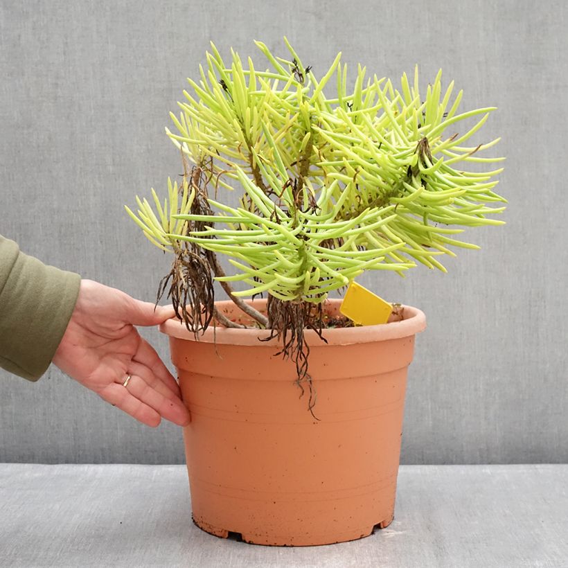 Amostra de Senecio cylindricus Pot de 7,5L/10L tal como entregue no inverno