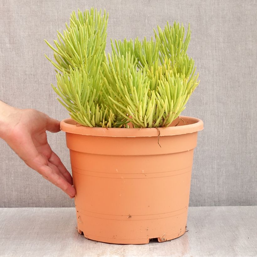 Amostra de Senecio cylindricus - Giz-azul Vaso de 7,5 L/10 L tal como entregue no verão