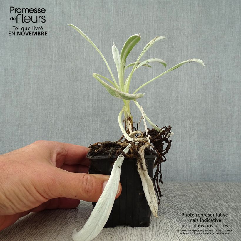 Amostra de Senecio Donkey's Ears - Cinéraire niveoaureus  Godet de 8/9 cm tal como entregue no outono
