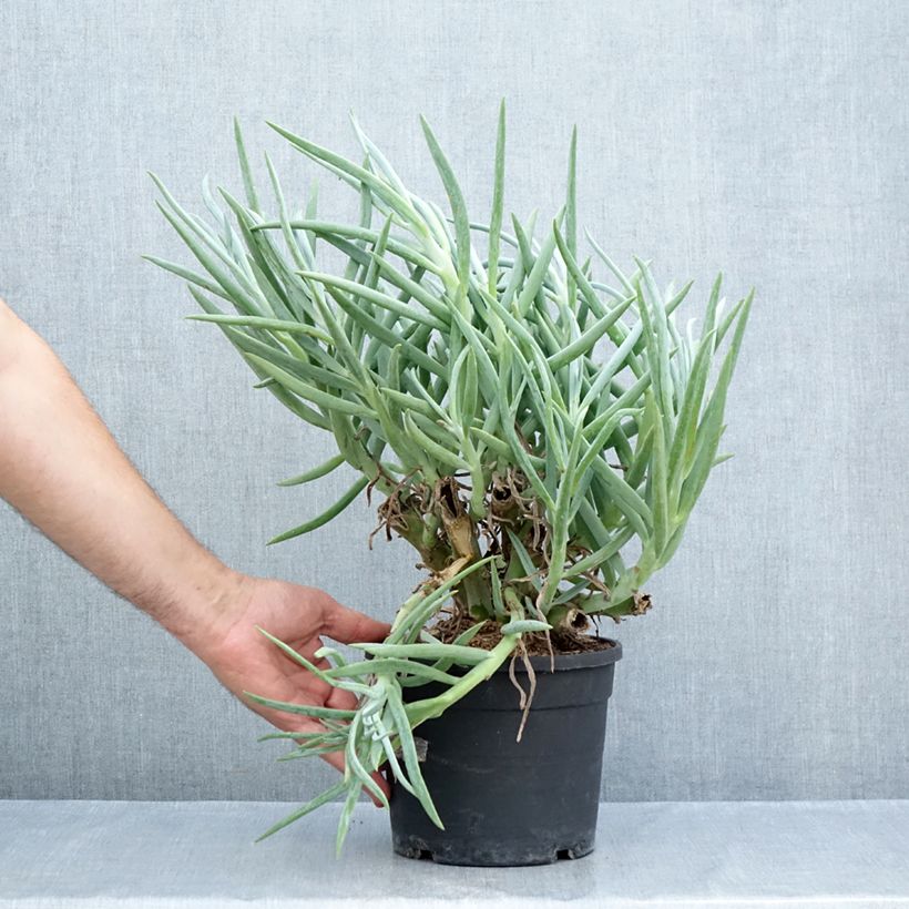 Amostra de Senecio ficoides Vaso de 2 L/3 L tal como entregue no verão