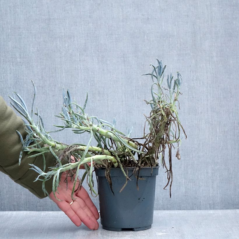 Amostra de Senecio ficoides Vaso de 2 L/3 L tal como entregue no inverno