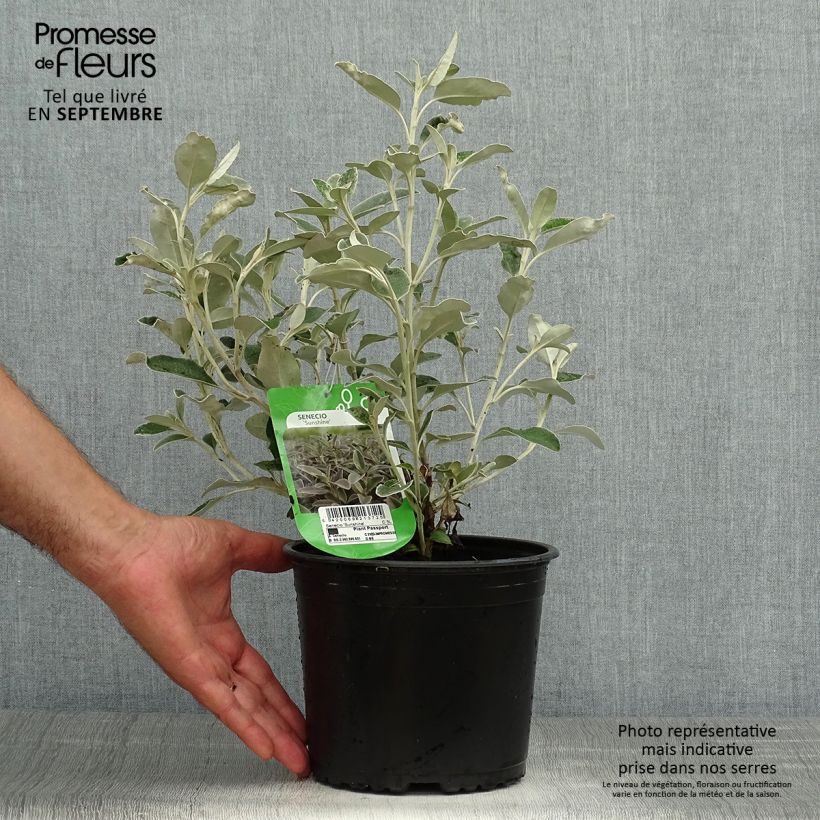 Amostra de Senecio greyi Sunshine Vaso de 2 L/3 L tal como entregue no outono