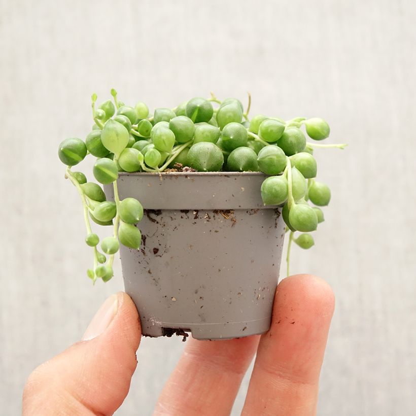 Amostra de Senecio herreianus Mini-plante tal como entregue na primavera