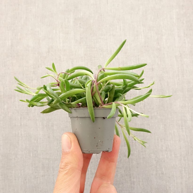 Amostra de Senecio herreianus Purple Flush Mini-plante tal como entregue na primavera