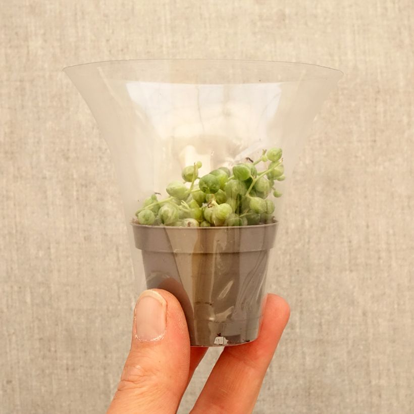 Amostra de Senecio rowleyanus Variegata - Colar-de-pérolas Miniplanta tal como entregue na primavera