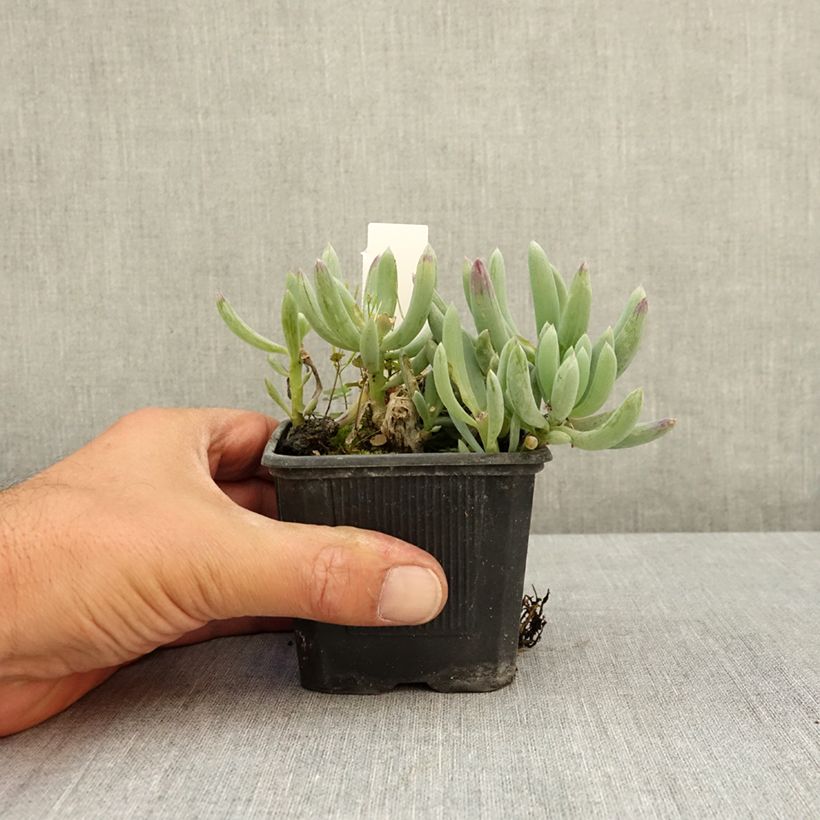 Amostra de Senecio serpens Blue Chalk Vaso de 8/9 cm tal como entregue no verão