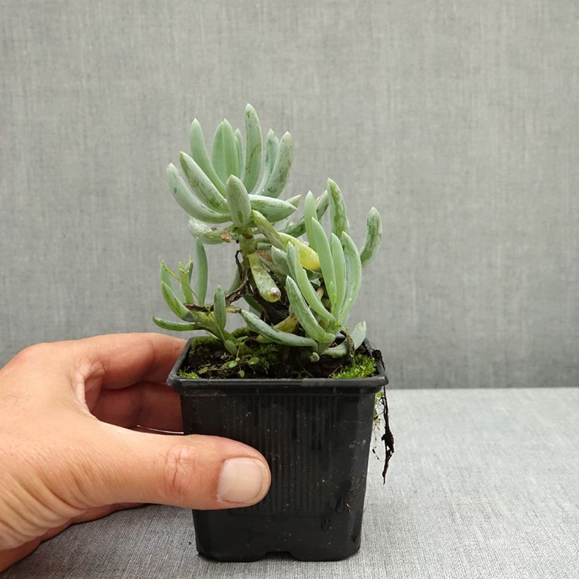 Amostra de Senecio serpens Blue Chalk Vaso de 8/9 cm tal como entregue na primavera
