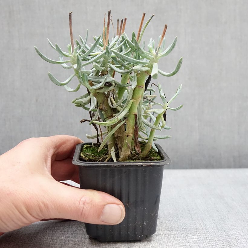 Amostra de Senecio serpens Dwarf Blue Vaso de 8/9 cm tal como entregue no inverno