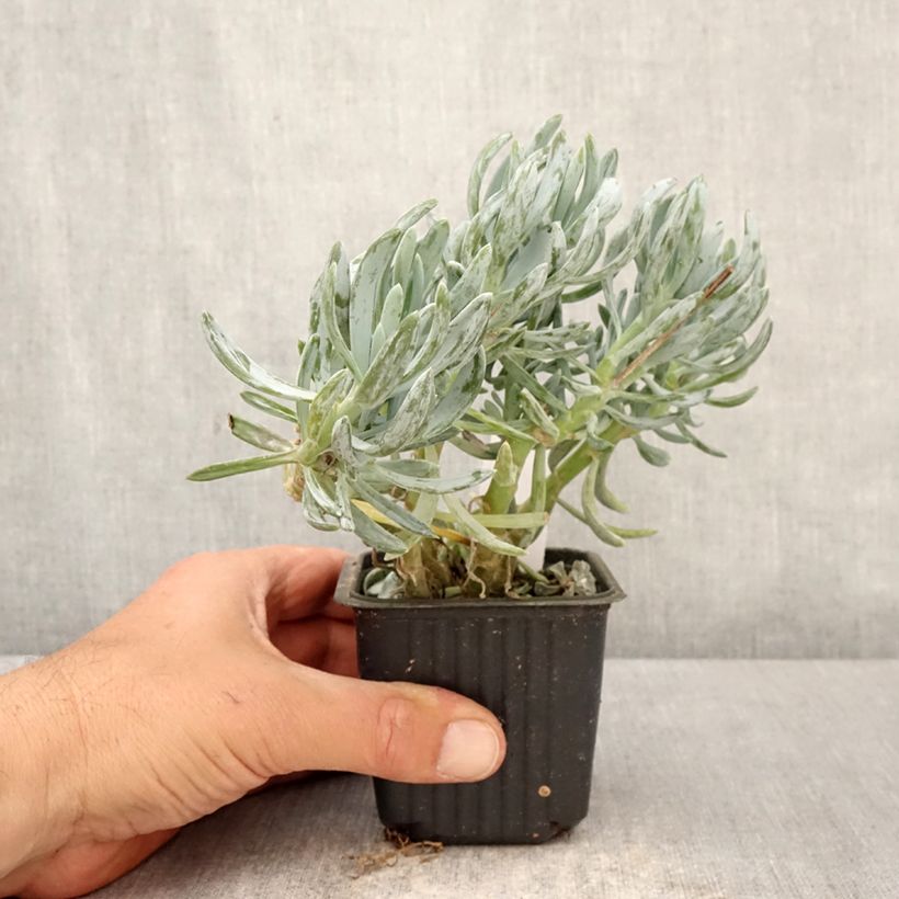 Amostra de Senecio serpens Dwarf Blue Vaso de 8/9 cm tal como entregue na primavera