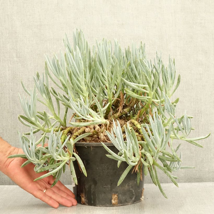 Amostra de Senecio serpens - Plante succulente Vaso de 3 L/4 L tal como entregue no verão