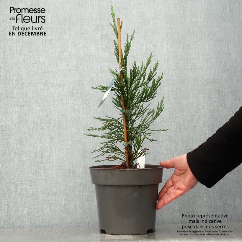 Amostra de Sequoiadendron giganteum Glaucum Vaso de 4 L/5 L tal como entregue no outono