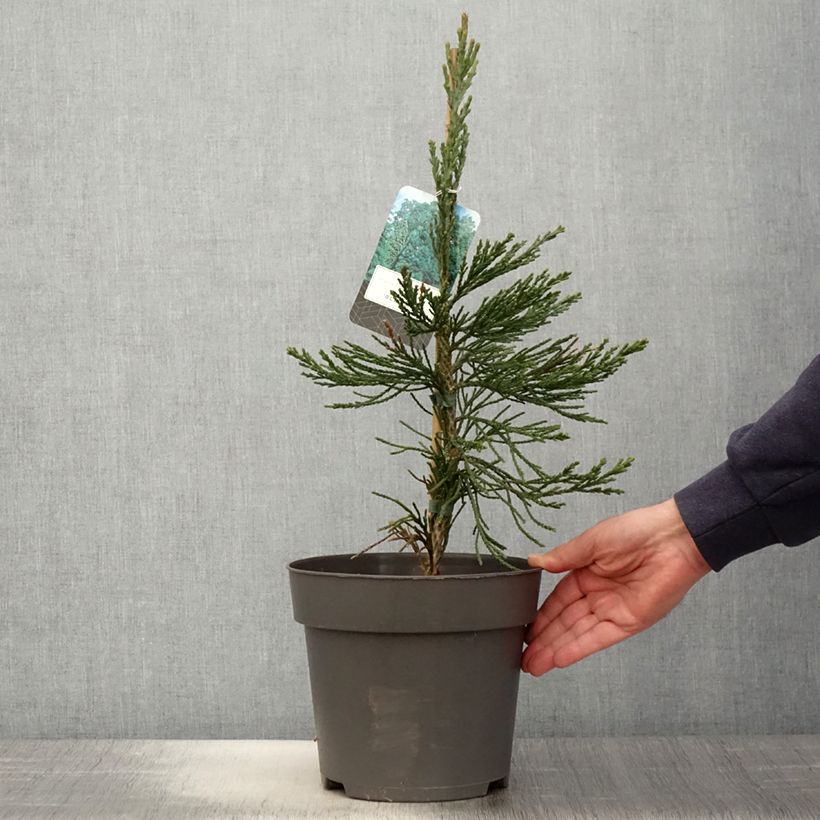 Amostra de Sequoiadendron giganteum Glaucum Vaso de 4 L/5 L tal como entregue na primavera